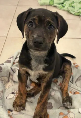 Oscar