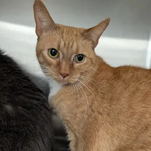 Simba