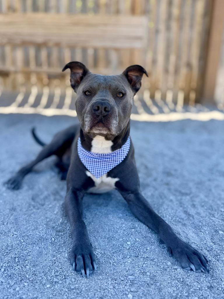 Bo