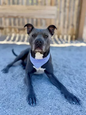 Bo