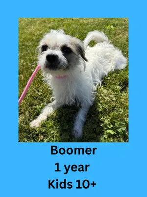 Boomer