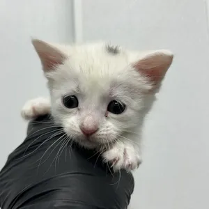Cirri