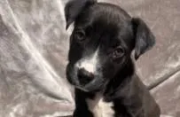Bonnie
