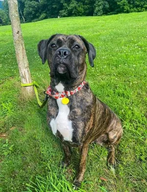 Rosie
