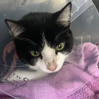 Domino