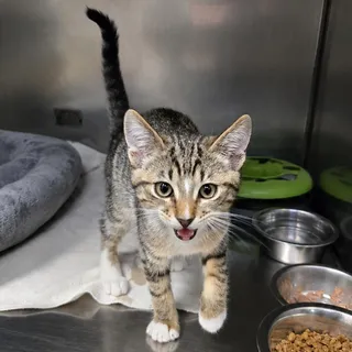 Bub
