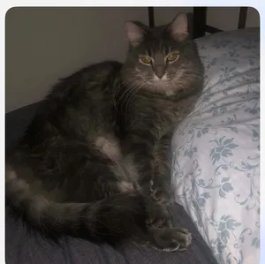 Jethro (declawed)