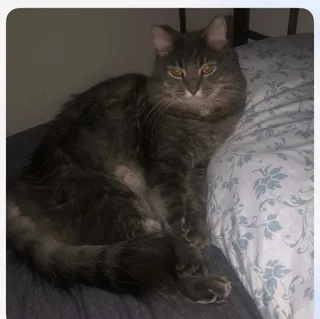 Jethro (declawed)