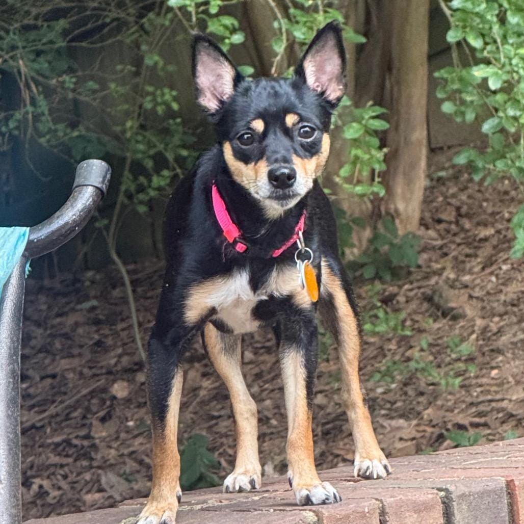 Callie