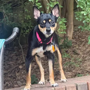 Callie