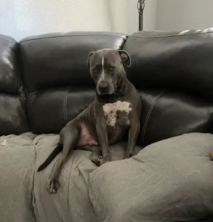 Frankie