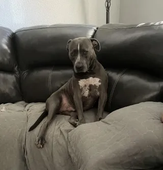 Frankie