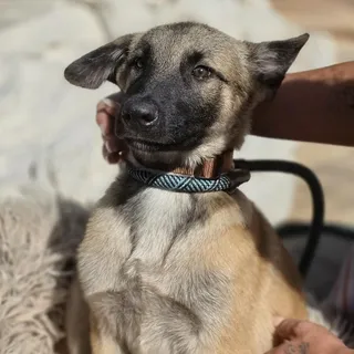 Buster