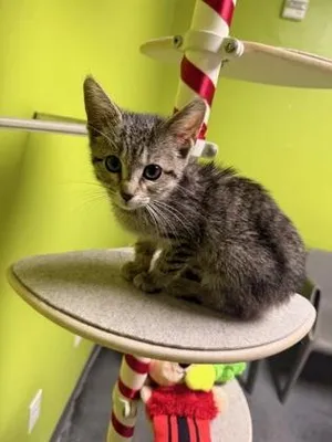 Sakura (PetSmart S Claiborne)