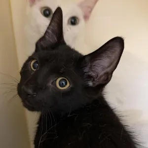 Walter