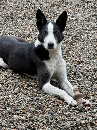 Skipper
