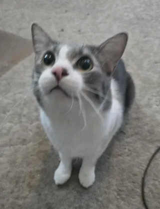 SIMBA