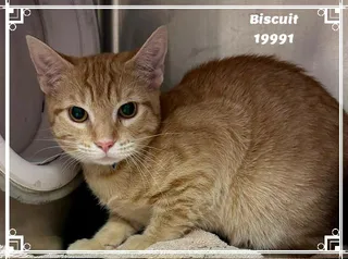 BISCUIT see also COBBLER