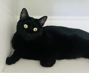007