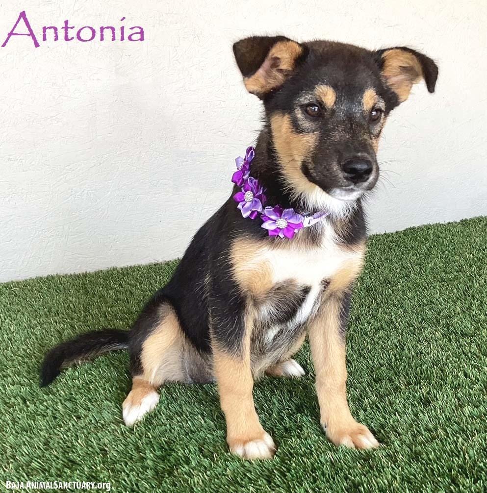 Antonia