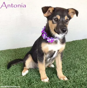 Antonia