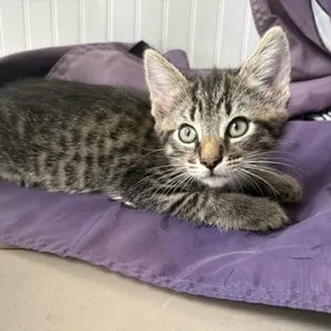Wiggle