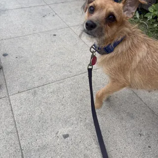 Roxy