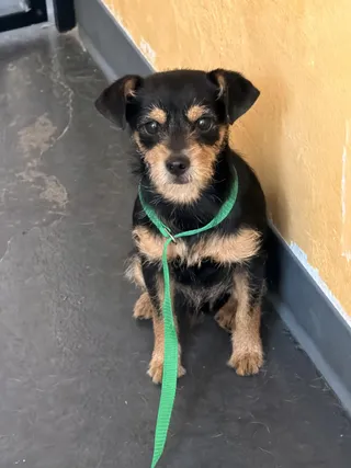 Roscoe