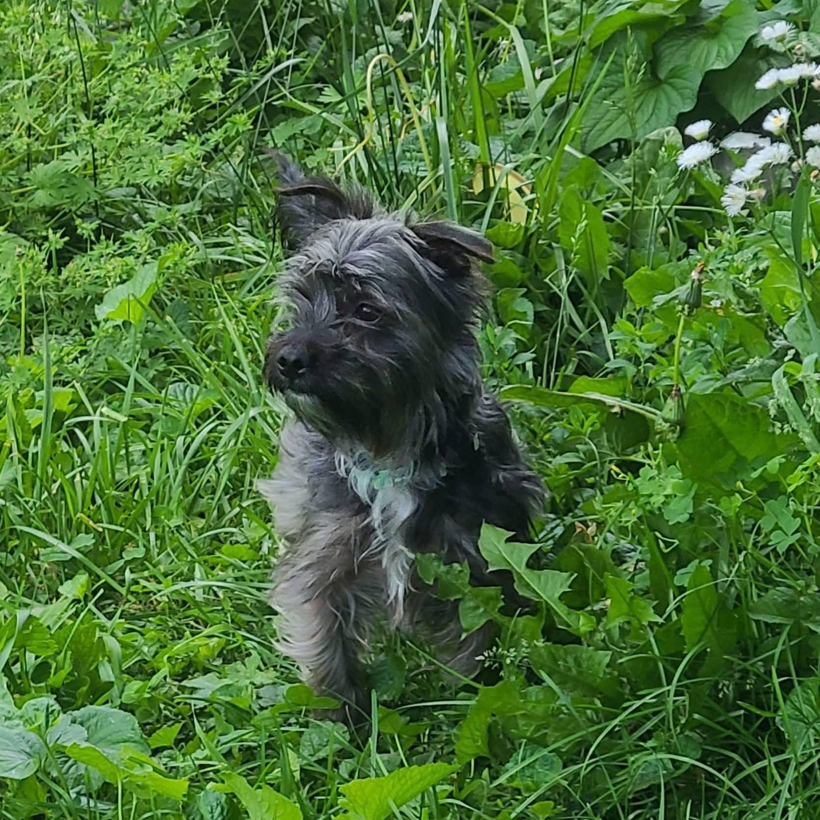 Toto