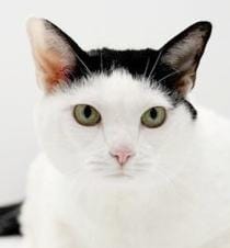 Piper is the MOST precious CHONKY CHONK - therapy lap cat - eligible for Senior To Senior