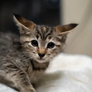 Mia