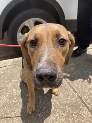 KAHZI