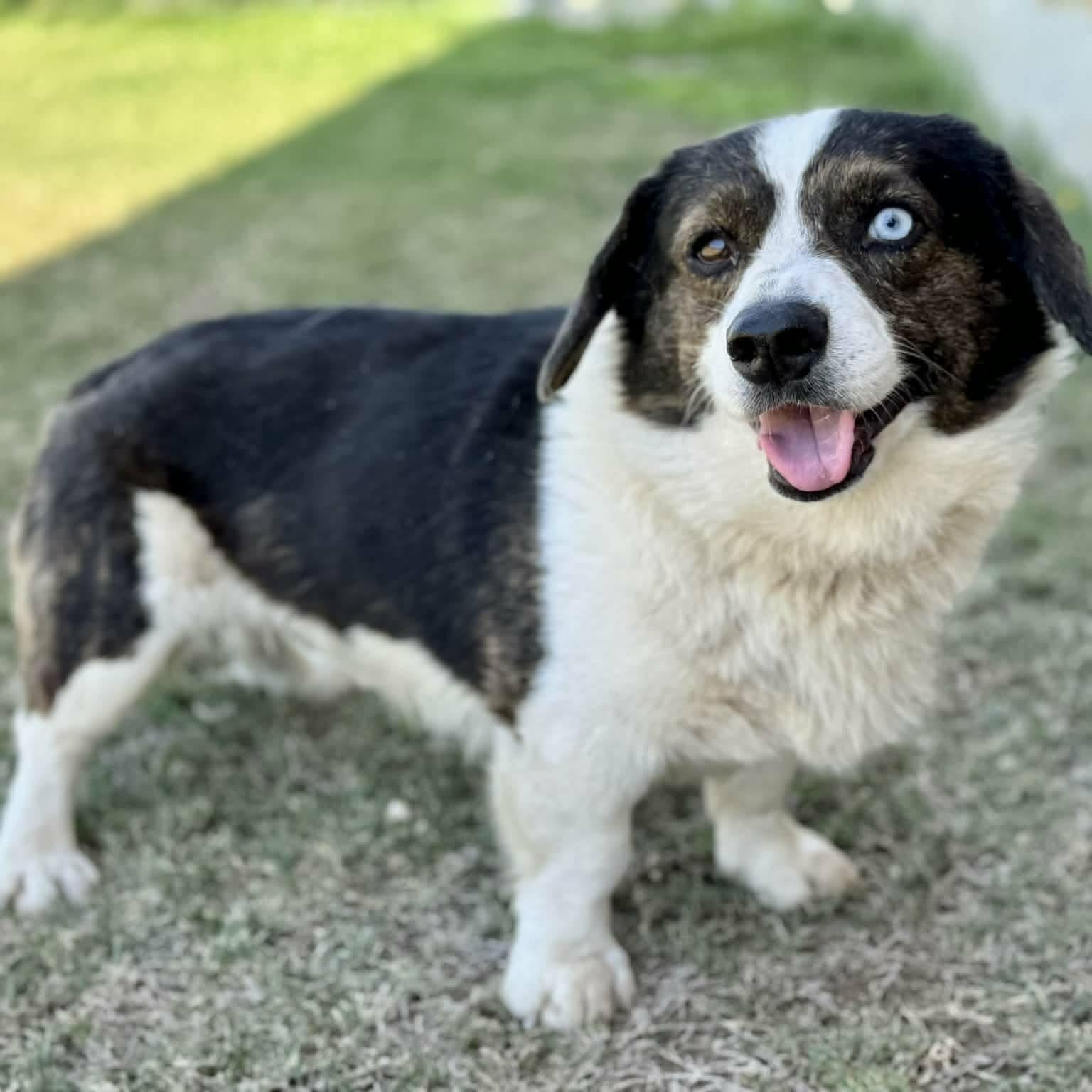 Benny