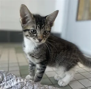 KLAUS