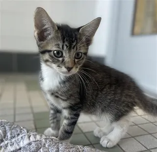 KLAUS