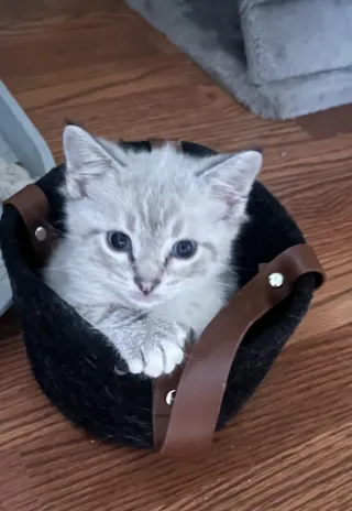 Gus