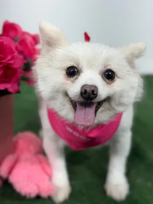 Diva-One of our Amazing Rescue Dogs
