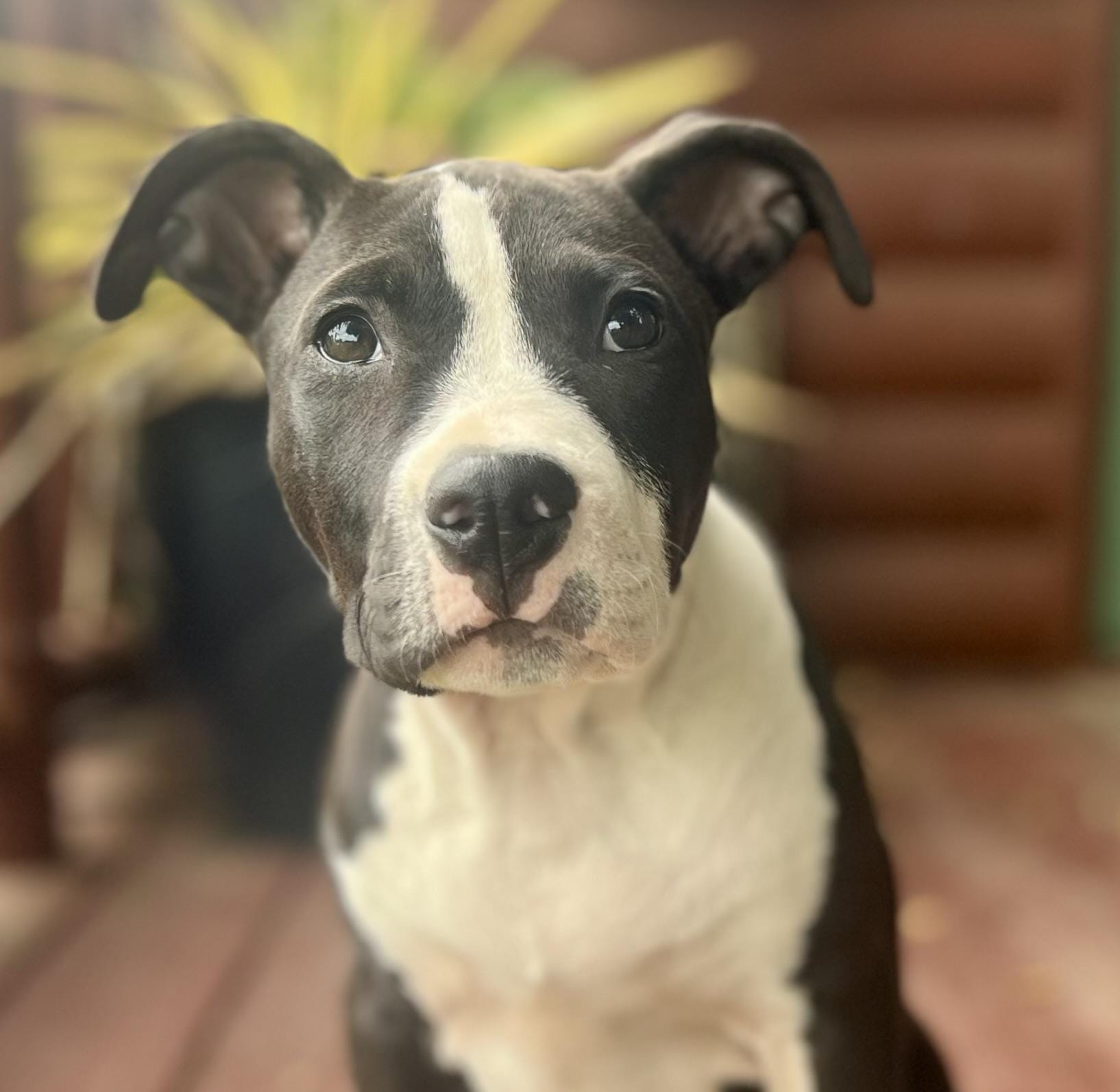 Cooper (female pup)