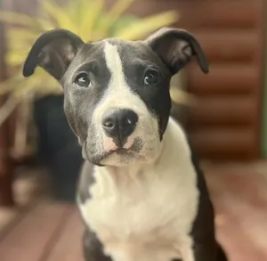Cooper (female pup)