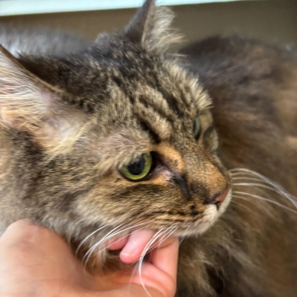 Didda (Bonded to Ted)
