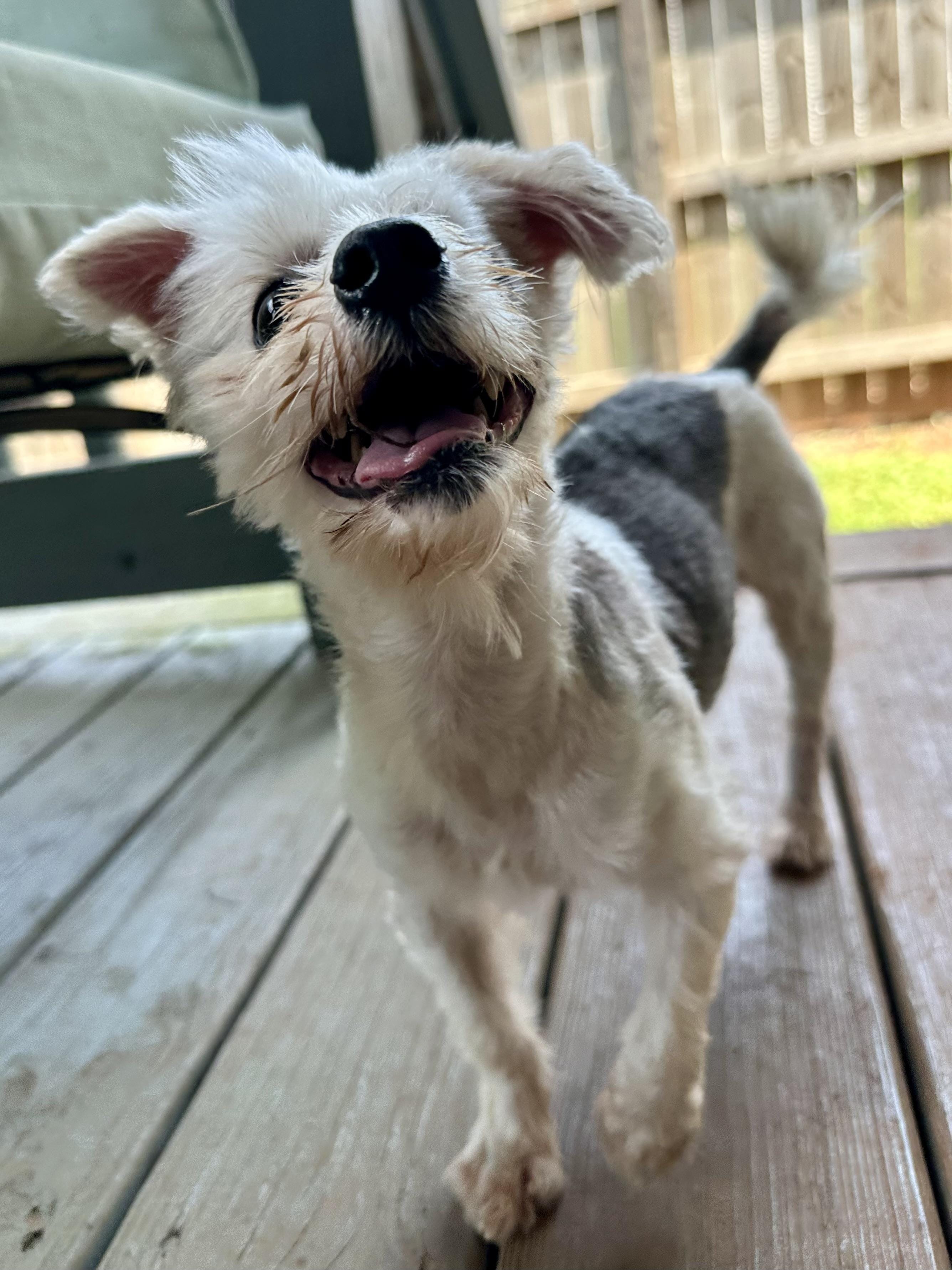 Earl the one-eyed wonder