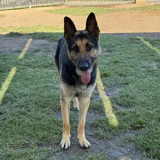 ARCHER