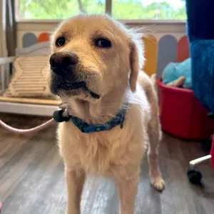 Junior Bear the Tongue Out Sweetheart