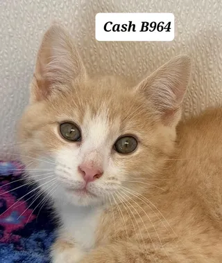 Cash