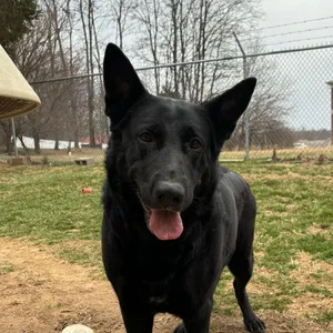 Sheba