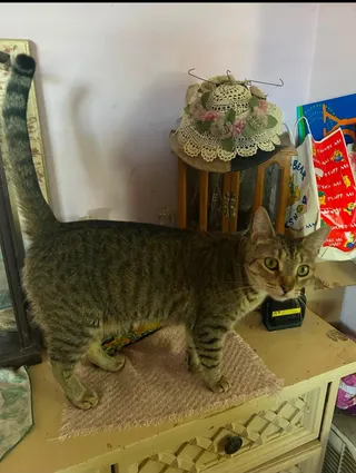 Fiffi