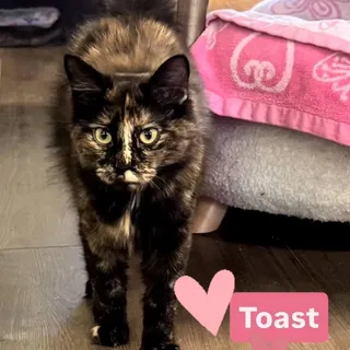 Toast