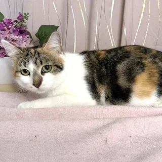 Calista
