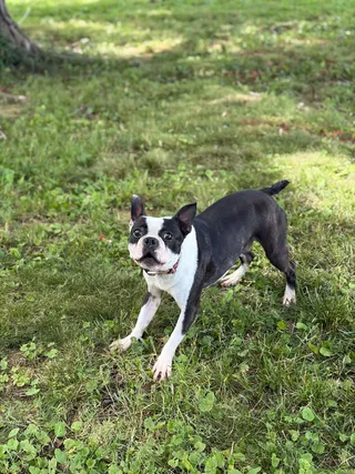 Rocko