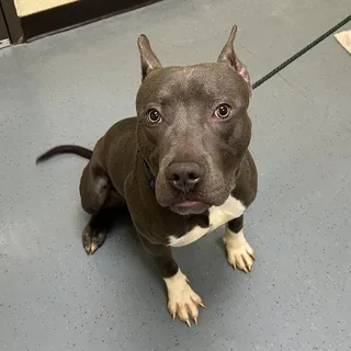 BEBE